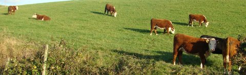 Heifer Group