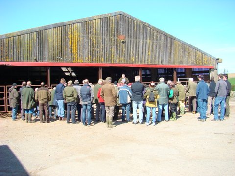 2012 Bull Auction