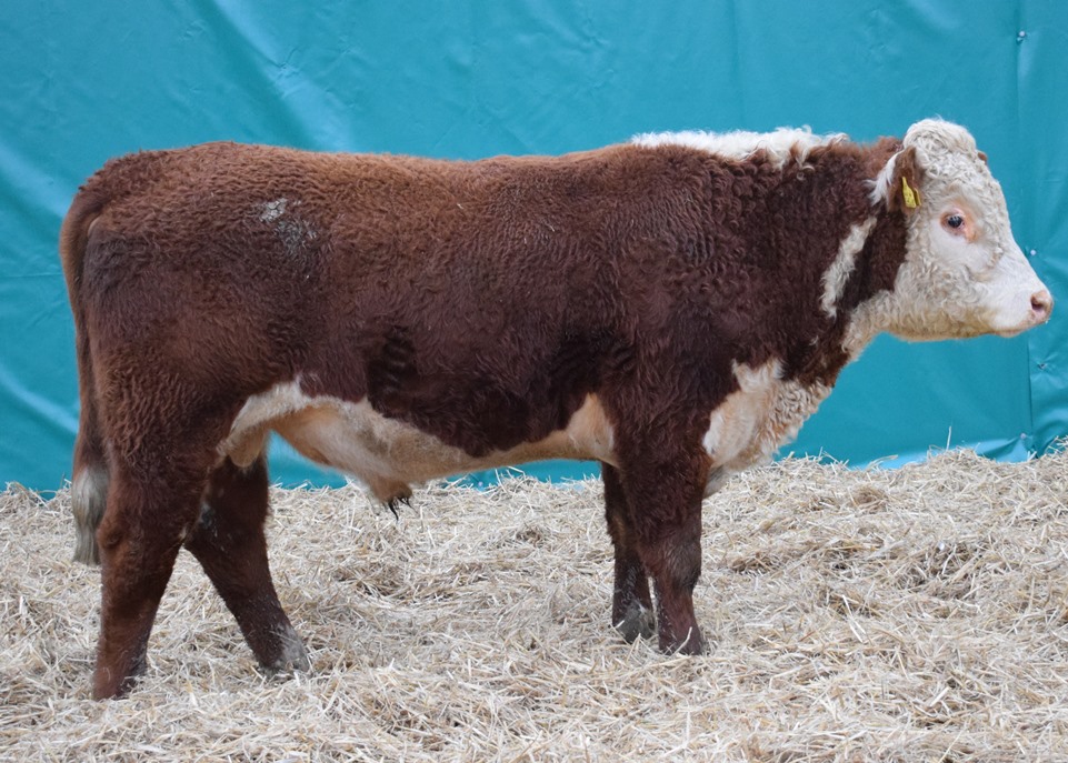 ERVIE HEREFORDS Sale Bulls 2021