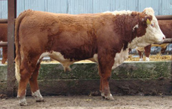 ERVIE L1 ACHEVER 131730