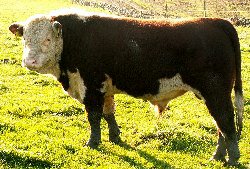 Ervie Sundance A512