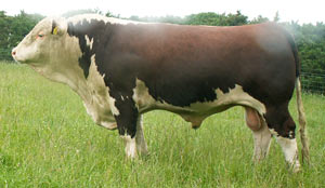 Ervie Sundance A528