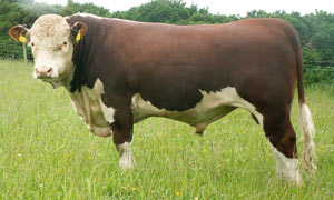 Ervie Sundance A540
