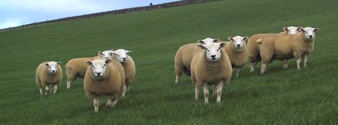 Airies tup lambs