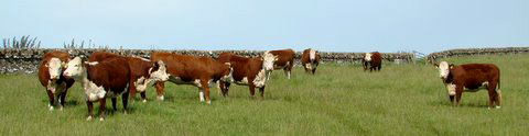 2009 Sales Heifers
