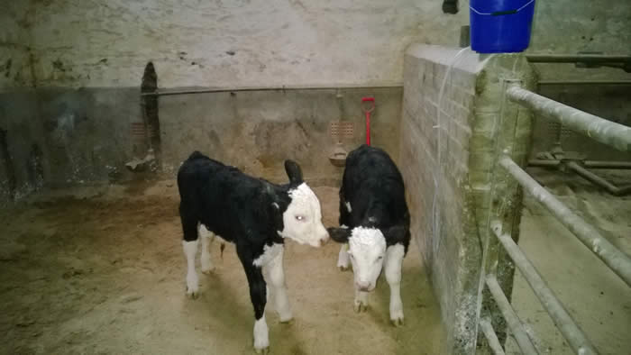 Bankhead calves