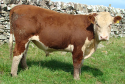 Ervie Domino C768