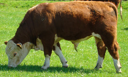 Ervie Domino C769