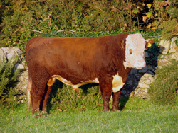 Ervie Sandman D848