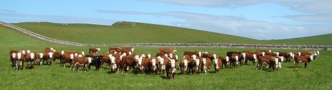 Group of heifers spring 2015