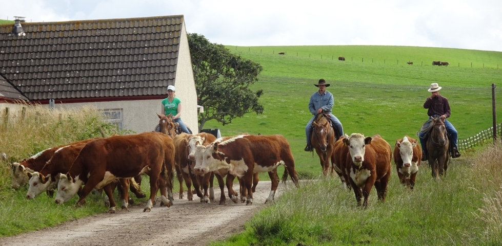 Des Kelly's selections heading back to the field.