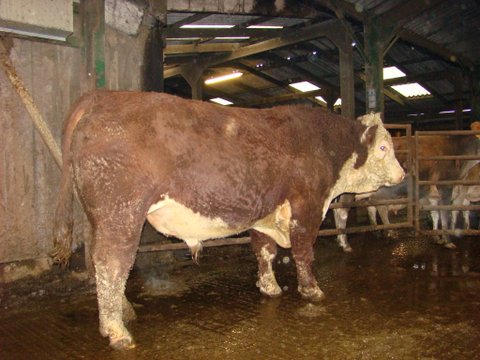 Ervie Advance 101216 with his cows in the cubicle shed
