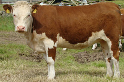 Ervie Janet B700