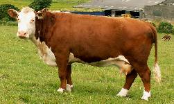 Ervie Lisette R46