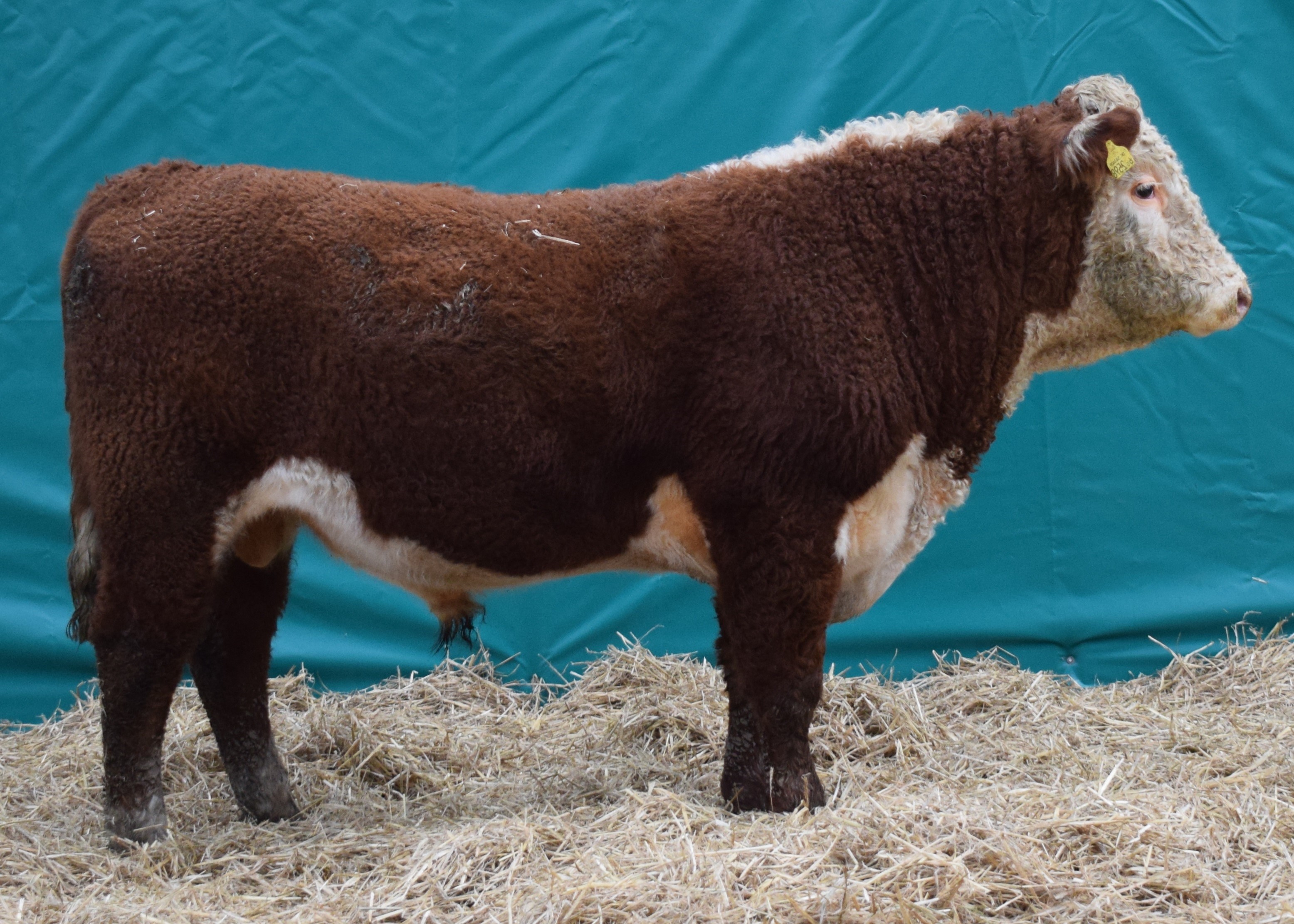 Ervie Herefords are one of the leading UK Hereford Cattle Breeders