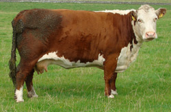 Ervie Narcissi 886