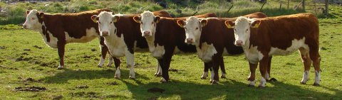 2012 Sale Heifers