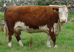 Ervie Carol Lily U206
